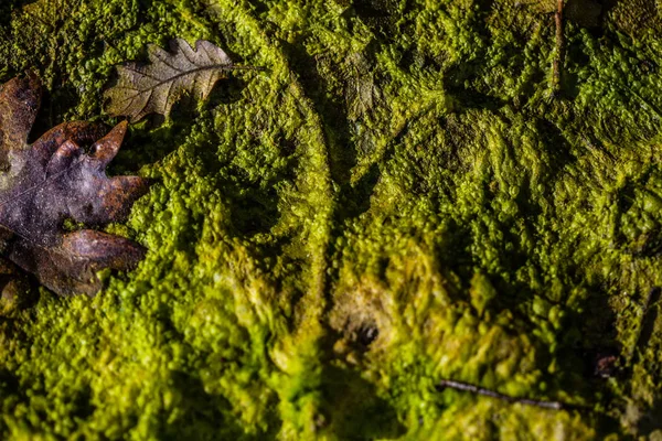 Fundo Algas Verdes — Fotografia de Stock