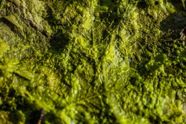 arka plan Yeşil alg