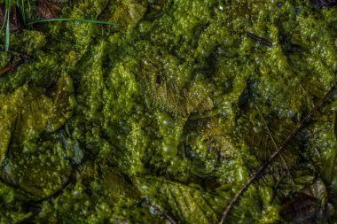 arka plan Yeşil alg