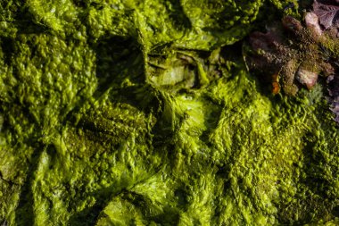 arka plan Yeşil alg