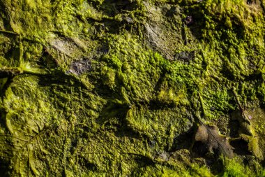 arka plan Yeşil alg