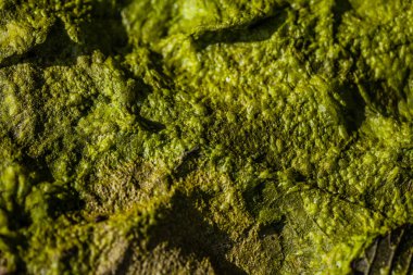 arka plan Yeşil alg