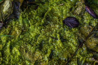 arka plan Yeşil alg