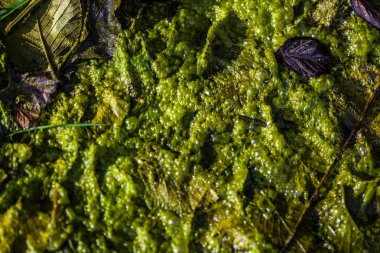 arka plan Yeşil alg