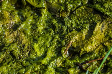 arka plan Yeşil alg