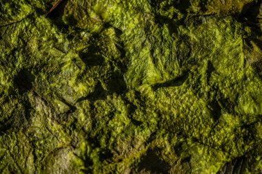 arka plan Yeşil alg