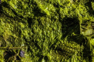 arka plan Yeşil alg