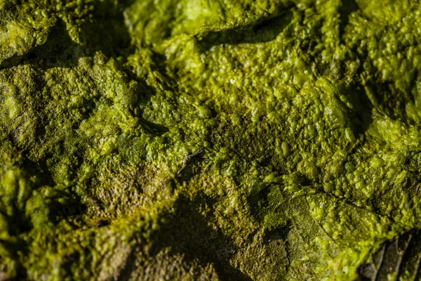 arka plan Yeşil alg