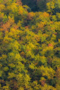 Cesane ormanında sonbahar renkleri