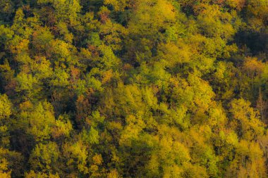 Cesane ormanında sonbahar renkleri