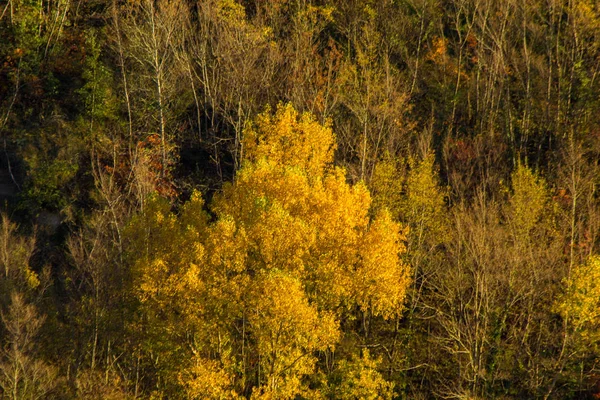 Cores Outono Floresta Cesane — Fotografia de Stock