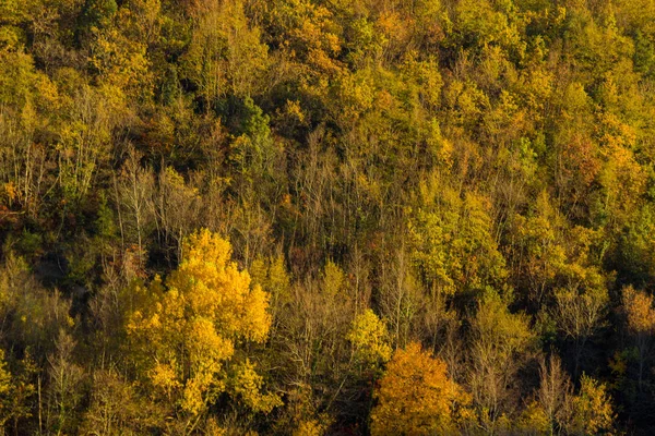 Осенние Цвета Чезанском Лесу — стоковое фото