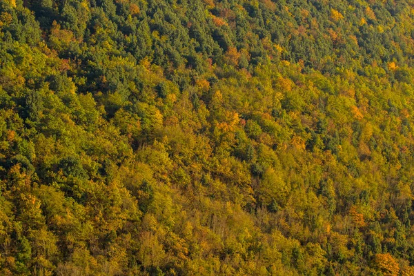 Colores Otoñales Bosque Cesane —  Fotos de Stock