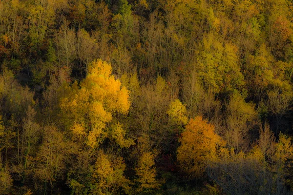 Jesienne Kolory Lesie Cesane — Zdjęcie stockowe