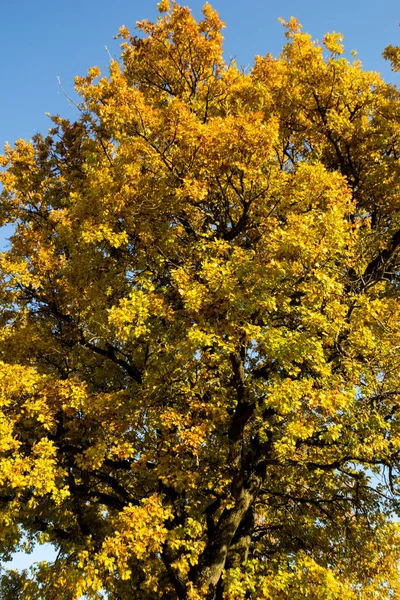 Herbstliche Farben Wald Von Cesane — Stockfoto