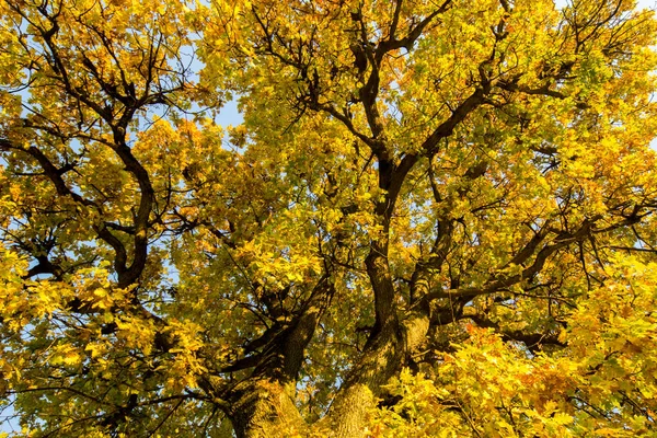 Herbstliche Farben Wald Von Cesane — Stockfoto