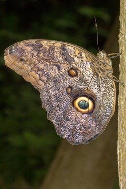 Kelebek evi Cesena İtalya