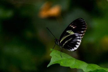 Kelebek evi Cesena İtalya