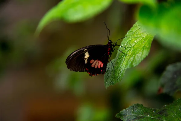 Butterfly House Cesena Itálie — Stock fotografie