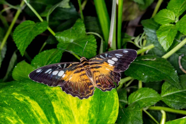 Butterfly House Cesena Italy — Stock Photo, Image