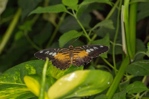 Butterfly House Cesena Itálie — Stock fotografie