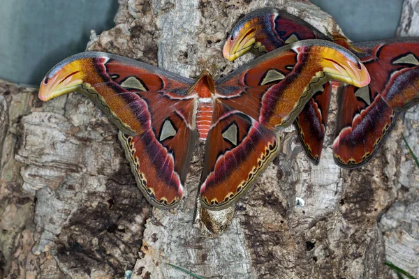 Butterfly House Cesena Italy — Stock Photo, Image