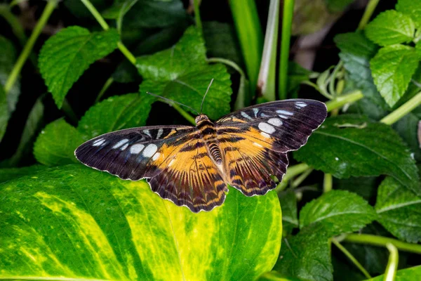 Butterfly House Cesena Itálie — Stock fotografie