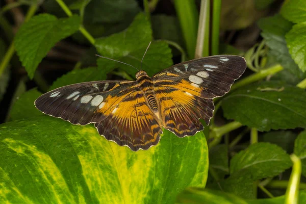 Butterfly House Cesena Italy — Stock Photo, Image