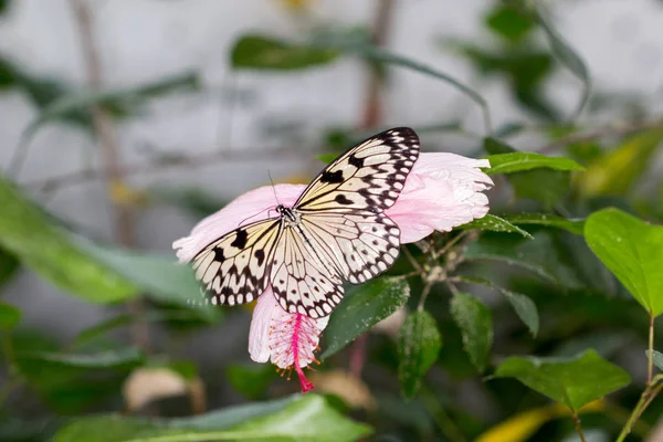 Butterfly House Cesena Itálie — Stock fotografie