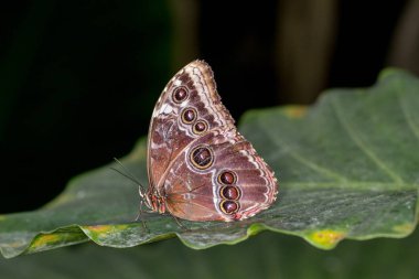 Kelebek evi Cesena İtalya 