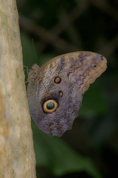 Borboleta Casa Cesena Itália — Fotografia de Stock