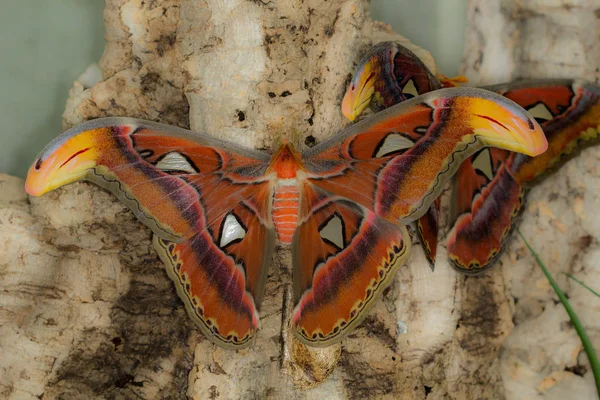 Butterfly House Cesena Italia — Foto Stock