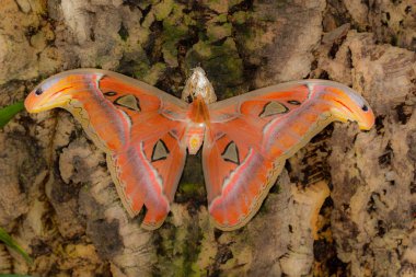 Kelebek evi Cesena İtalya 