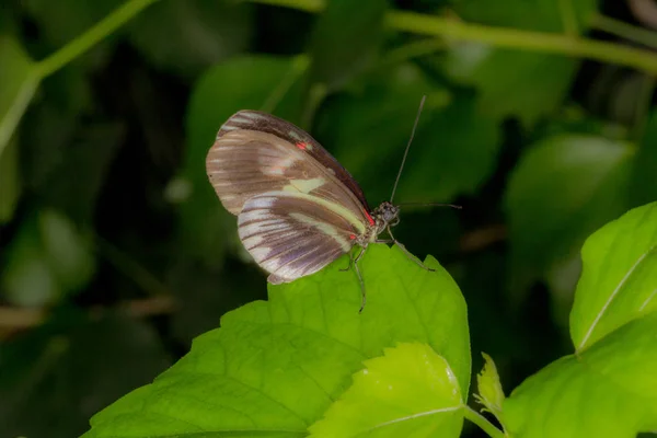 Butterfly House Cesena Italy — Stock Photo, Image