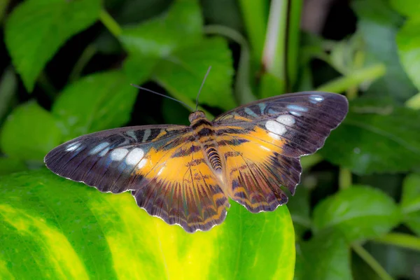 Casa Mariposa Cesena Italia — Foto de Stock