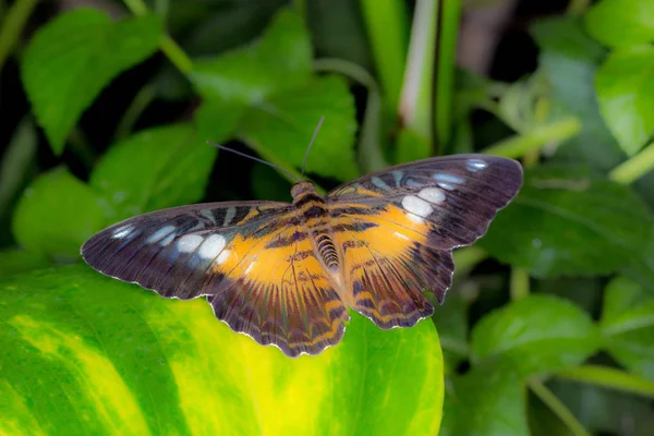Motyl Dom Cesena Włochy — Zdjęcie stockowe