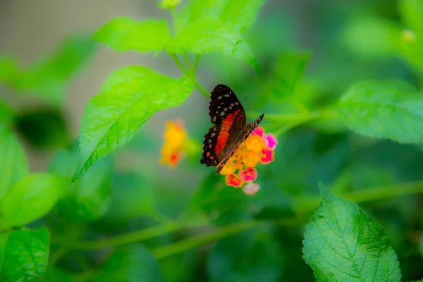 Casa Mariposa Cesena Italia — Foto de Stock