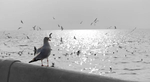 Burung camar berdiri di dermaga melihat ke laut. — Stok Foto
