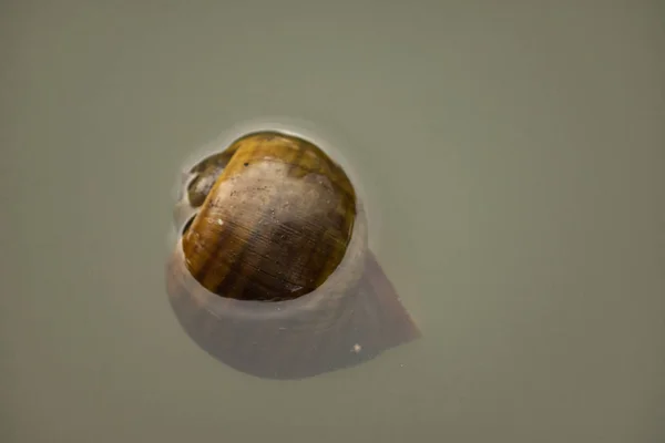 Snail shell floating on water