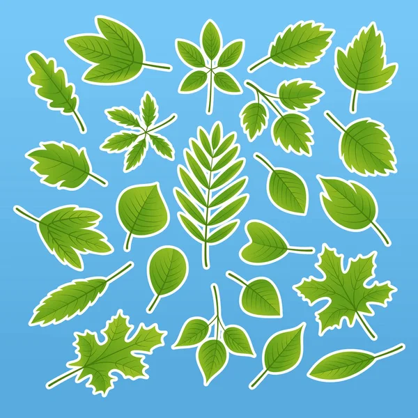 Vektor-Illustrationen verschiedener grüner Blätter. grüne Blatt-Symbole — Stockvektor