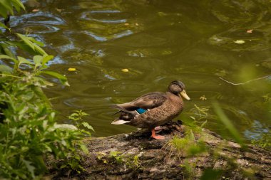 parkta göl yakınında bir kütük üzerinde küçük ördek