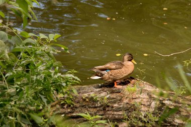 parkta göl yakınında bir kütük üzerinde küçük ördek