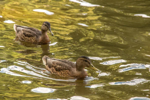 wild duck swims in lakes in the forest