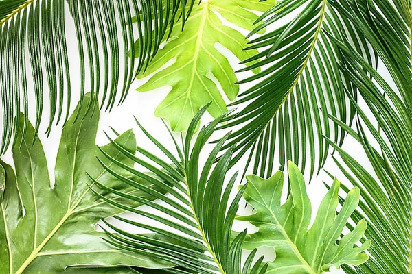 Свежие Зеленые Тропические Листья Белом Фоне — стоковое фото