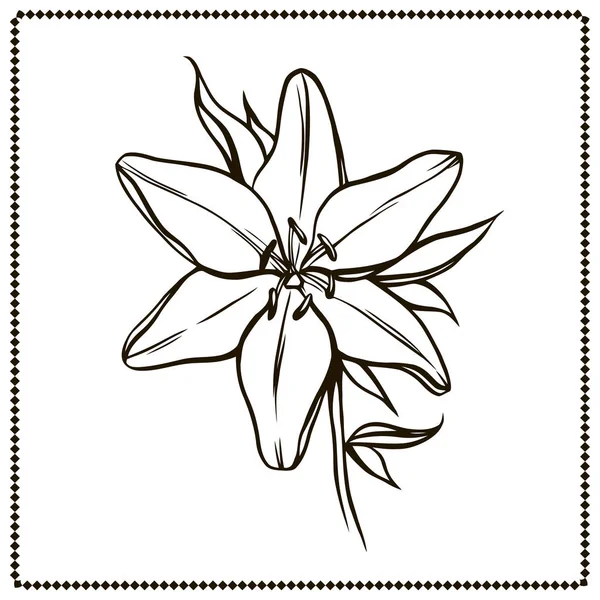 Ilustración Vectorial Lirio Colores Blanco Negro — Vector de stock
