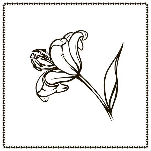 Lys Blanc Isolé Sur Fond Blanc Carte Avec Lis Fleurs — Image vectorielle