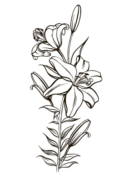 Siyah-beyaz şeklinde güzel bir zambak. Ressamın profilindeki birçok benzerlik