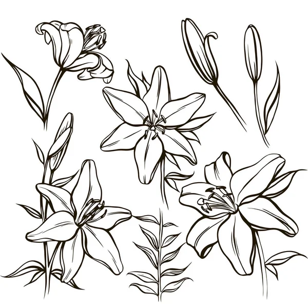 Vector Set Ornate White Lily Flower Bud Black Color Isolated — Stock Vector