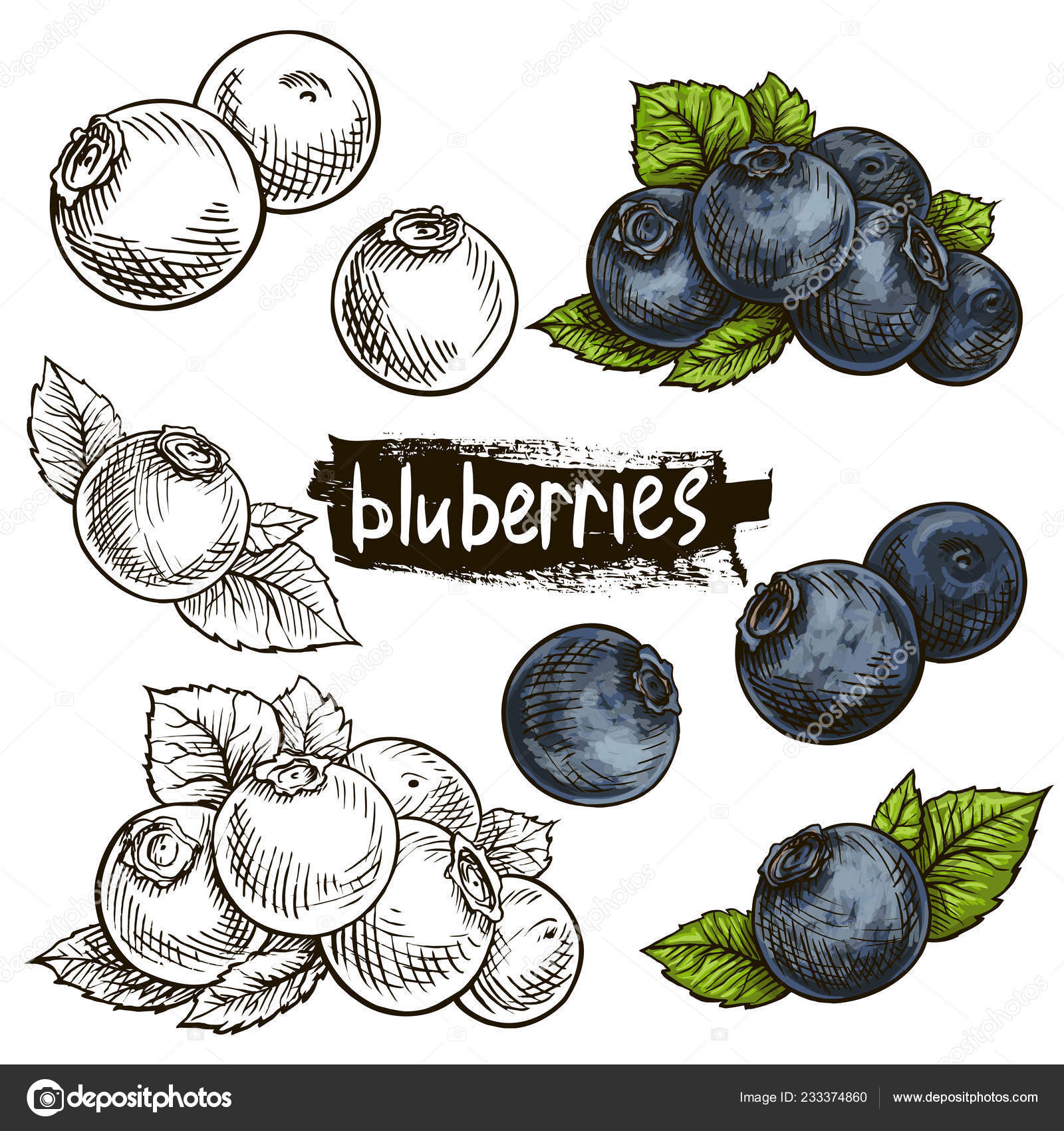 Blueberries Hand Drawn Illustration Wild Berries Set Stock Vector Image