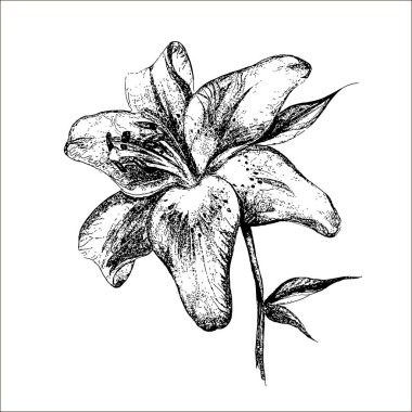 vektör lily çiçek, izole çiçek öğe, botanik illüstrasyon